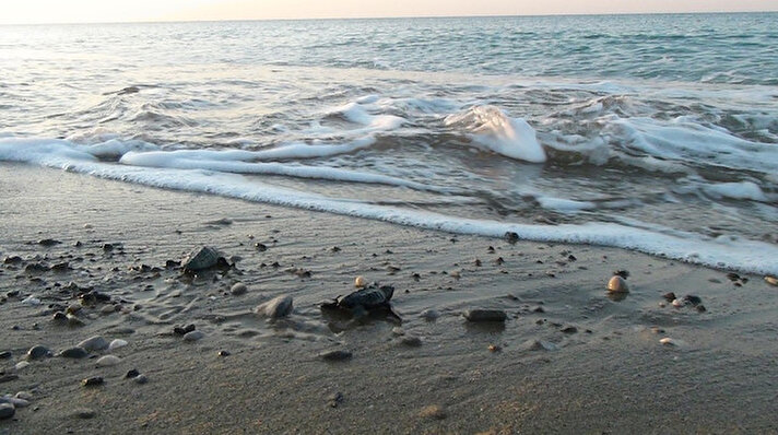 Akdeniz’deki deniz kaplumbağaları için en büyük yuvalama alanı olarak kabul edilen ve Aksu, Serik ve Manavgat ilçelerine bağlı 30 kilometrelik sahil bandında yapılan çalışmalar ile yavru caretta carettalar denizle buluştu. 