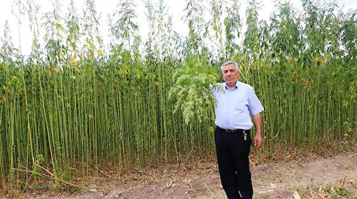 Türkiye’de ruhsatlı kenevir ekimi yapılan yerlerden birisi olan Samsun’un Vezirköprü ilçesinde bitkinin boyu 4 metreye ulaştı. 