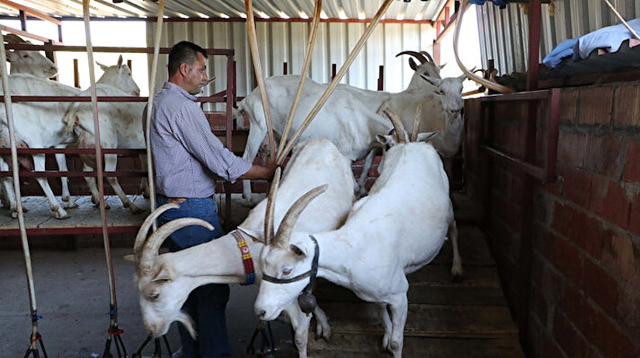Çanakkale'de 2019 yılı sonu itibariyle; 226 bin 106 keçi varlığı bulunurken, yıllık süt verimi 41 bin 329 ton olarak gerçekleşti.