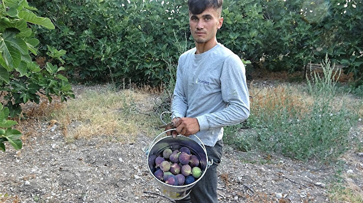 Dünyada yüzde 90’ı Bursa’nın 40 köyünde yetişen Bursa siyah incirinde hasat başladı. Sabahın ilk ışıklarıyla birlikte tarlalarına giden üreticiler; olgunlaşmaya başlayan incirleri tek tek dalından kopartıyor.