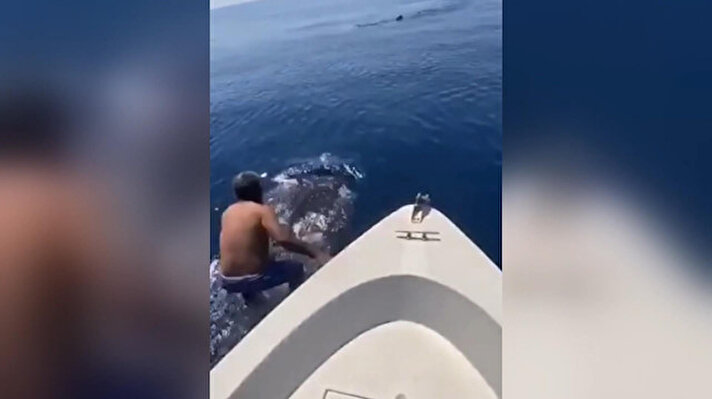 Suudi Arabistan’da tekneyle Kızıldeniz’e açılan Zaki Al-Harbi isimli bir balıkçı, teknenin yanına yanaşan bir balina köpek balığının sırtına binerek denize açıldı. O anlar kameraya yansıdı. 