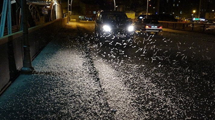 Ardahan’da binlerce kelebeğin her yıl tekrarlanan ve "ölüm uçuşu" olarak bilinen son uçuşları artarak devam ediyor.