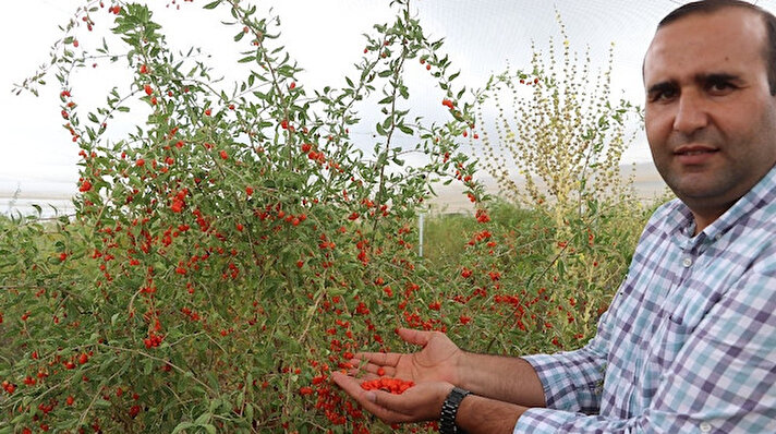 Aksaray’ın Hasan Dağı eteklerinde yetiştirilen ve faydası saymakla bitmeyen 2017 Oscar kalite ödüllü Goji Berry meyvesini üreten Mehmet Çekil (52) meyvenin Çin’deki isminin gençlik iksiri olarak adlandırıldığını söyledi.  