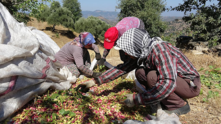 Aydın Yenipazar'ın kırsal Hacıköseler Mahallesi'nden olan ve yaşamını yitiren Kamil Çelikoğlu, 1956 yılında Gaziantep'te askerlik yaptığı sırada Antep fıstığı ağacıyla ilgili bilgi sahibi. Çelikoğlu, askerliği bitip, köyüne döndüğünde araştırma yaptı. Çelikoğlu, dağlık alanda yetişen menengiç ağaçlarına aşılama yapılarak, Antep fıstığı yetiştirilebildiğini öğrendi.