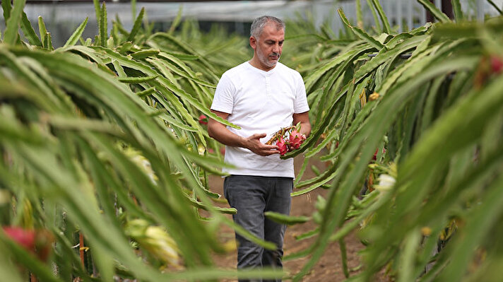Özhan Öztürk, yurt dışında "dragon fruit", Türkiye'de ise "pitaya" olarak adlandırılan meyveden bu yıl yaklaşık 5 bin adet rekolte bekliyor.

