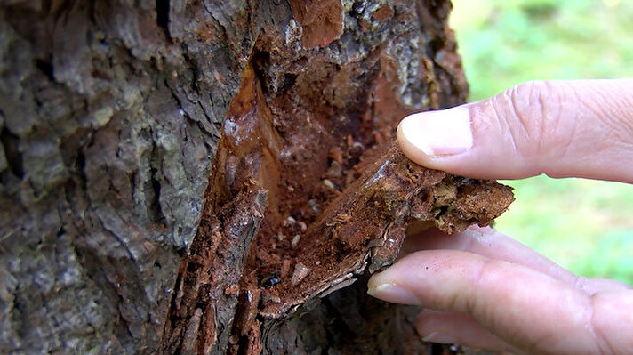 Doğu Karadeniz Bölgesi'nde Rize, Artvin, Trabzon ve Gümüşhane'de görülen 'Dendroctonus micans' adlı dev kabuk böceği, ladin ormanlarını istila ediyor. 1998 yılında tespit edilen bu böcek türü için 1999 yılında biyolojik mücadele laboratuvarı kuruldu. 