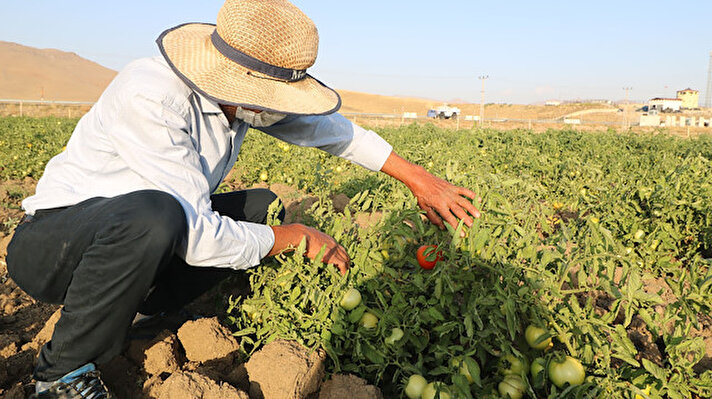 Yüksekova’da yaşayan Emin Oğuz, İl Tarım Müdürlüğü’nden aldığı destekle, 8 bin 500 domates fidesini, Güçlü köyünde kiraladığı 5 dönümlük araziye ekti. 