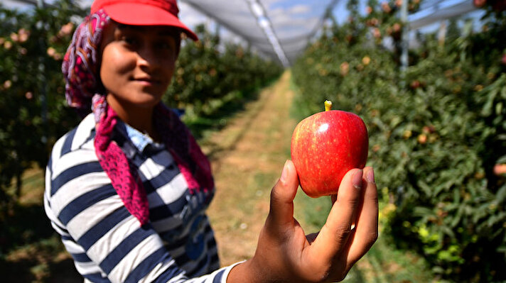Konya'nın Sarayönü ilçesine bağlı Başhüyük Mahallesi'nde 19 yıl önce Hollanda'dan getirdiği fidanlarla elma bahçesi kuran Musa Tutar, "İyi Tarım Uygulamaları" ile yetiştirdiği meyveleri dünya pazarına sunuyor.

