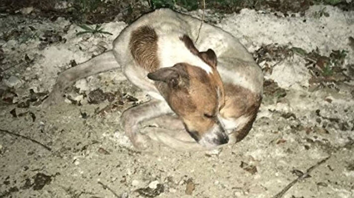 Bartın’da kimliği belirsiz kişilerce uyuşturulup kamyonete yüklenen yaklaşık 20 köpek, Arıönü köyü yakınlarındaki ormanlık alana bırakıldı. 