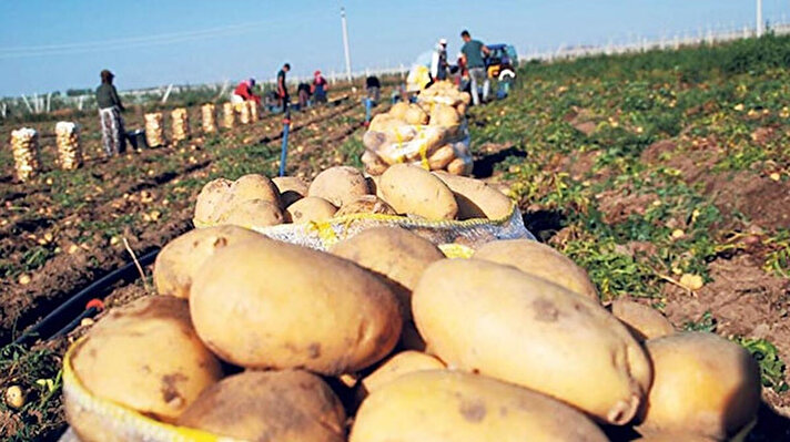 Türkiye'nin önemli patates üretim merkezlerinden Afyonkarahisar ve ilçesi Sandıklı'da patates üretimi sürüyor. 