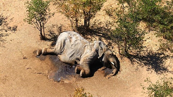 Botsvana Vahşi Yaşam ve Doğal Parklar Departmanı Direktörü Cyril Taolo, son testlerin siyanobakteriyel nörotoksinlerin fillerin ölüm nedeni olabileceğini ortaya koyduğunu söyledi. 