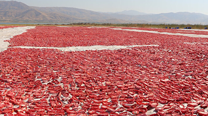 Elazığ'da 3 yıl önce bazı girişimciler Tarım ve Orman Bakanlığı'ndan destek alarak sanayi tipi domates üretimine başladı. 20 bin dekarlık alan üzerinde yılda yaklaşık 100 bin ton üretilen sanayi tipi domates, çoğunluğu kadın olan işçiler tarafından toplandıktan sonra kesilerek, zemin üzerine serilen örtü üzerine bırakılıyor.