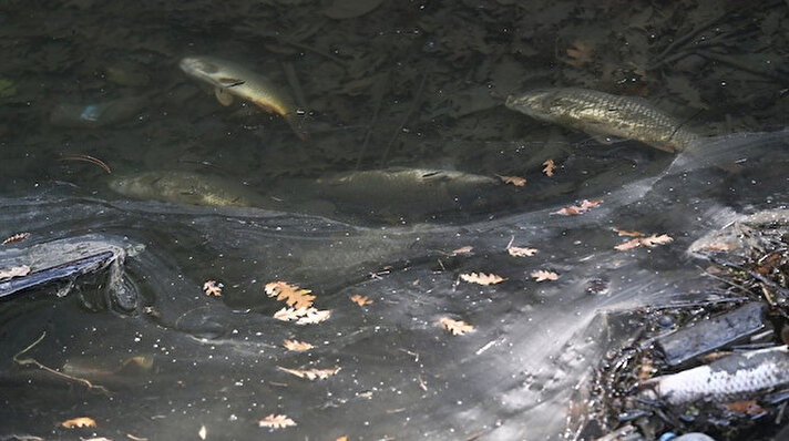 Bursa’da bir sulama göletinde meydana gelen balık ölümleri vatandaşları tedirgin etti.
