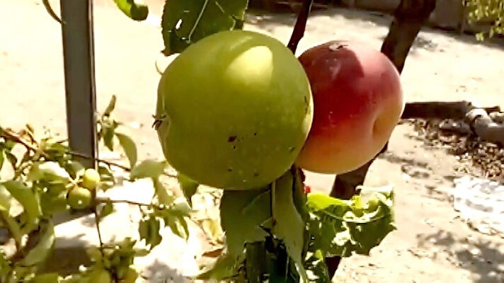 Adıyaman'ın Sincik ilçesine bağlı Hüseyinli köyünde Mahmut Toprak'a ait bahçede inanılması güç bir tabiat olayı yaşandı. Herhangi bir aşılama olmadan, şeftali ağacında elma ve şeftali aynı sürgünde aynı anda yetişti. 