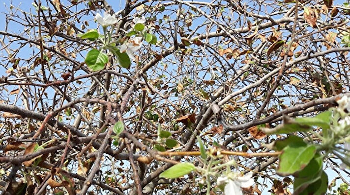 Osmancık İlçesi Evlik Köyü Taşlıkbaşı Mevki’inde çeltik tarlasının yanında bulunan elma ağacı sonbaharda yeniden filizlenip çiçek açtı.