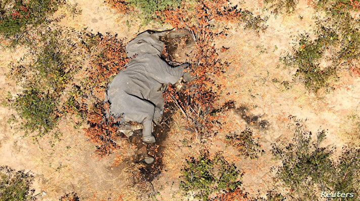 Zimbabve Milli Parklar ve Vahşi Yaşam İdaresi Direktörü Fulton Upenyu Mangwanya, mecliste yaptığı açıklamada, ülkede, henüz teşhis edilemeyen hastalık nedeniyle iki hafta içinde 12 filin daha telef olduğunu belirtti.