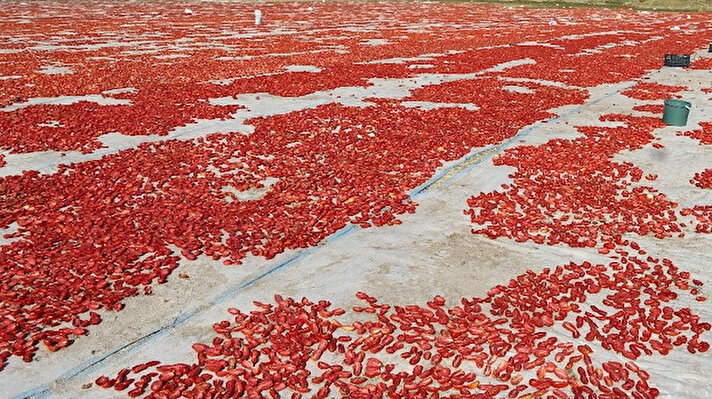 Diyarbakır domatesi kurutularak İtalyan mutfağına girdi. Ege bölgesinde yıllardır çiftçilik yapan İsmail Mürselim, 8 yıl önce Diyarbakır'a gelerek 600 dönümlük alanda domates yetiştirmeye başladı.