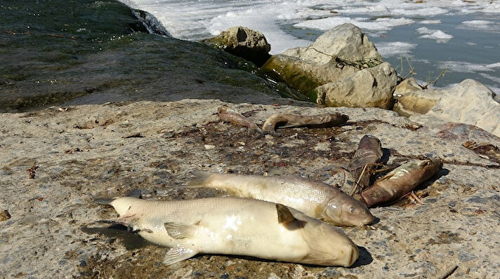 Merkeze bağlı Çatbaşı köyü içerisinden geçen Karasu Nehri’nde balık ölümleri meydana geldi.