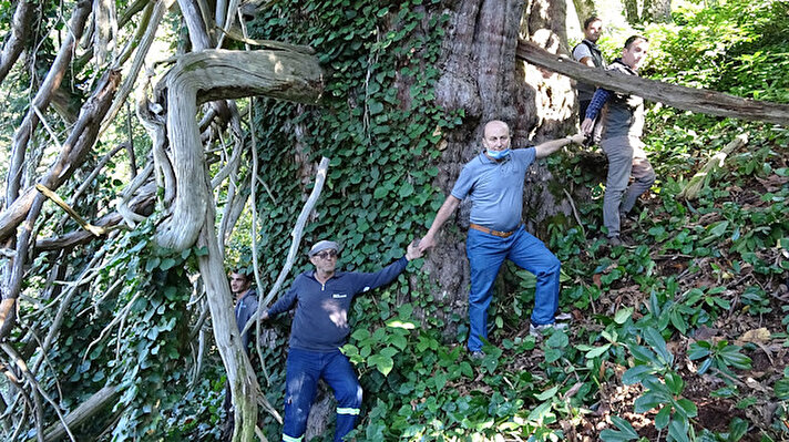 Murgul ilçesine bağlı Korucular köyü, Kokolet vadisinde, 9 yıl önce, 11 metre genişliği, 3,5 metre gövde çapı ve 25 metre yüksekliğinde porsuk ağacı tespit edildi. 2 bin yıllık olduğu tahmin edilen ağaç, Çevre ve Şehircilik Bakanlığı tarafından 'Anıt Ağaç' olarak tescillendi. 