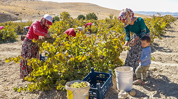 Güneydoğu Anadolu Bölgesi'nde şıra üzümü ve pekmeziyle ünlenen Mazıdağı ilçesine bağlı kırsal mahallelerde 20 gün önce başlayan üzüm hasadında sona gelindi. 