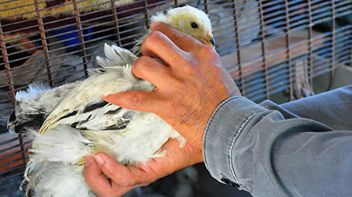 Şehzadeler ilçesi Sancaklı İğdecik Mahallesi'nde İsa Deveci, kanatlı hayvan yetiştiriciliğine merak sardı. Deveci, ilk olarak Türkiye Brahma Kulübü Genel Başkanı Emrah Bilgi'den 20 yumurta aldı. 