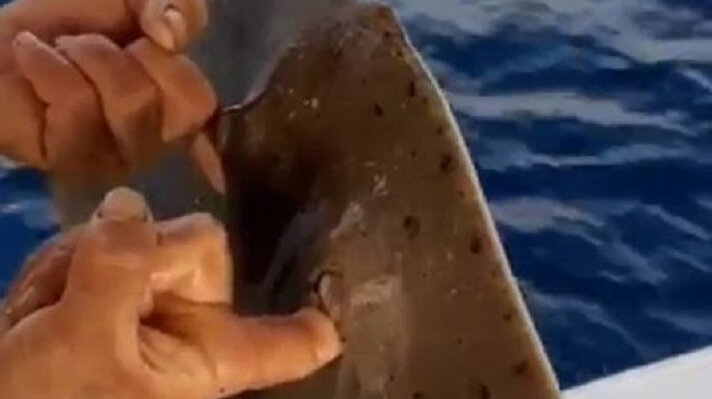 Antalya'nın dünyaca ünlü Konyaaltı Sahili açıklarına tekneyle avlanmaya çıkan balıkçılar, ağlarını çektiklerinde dev bir dikenli vatoz balığıyla karşılaştı. 