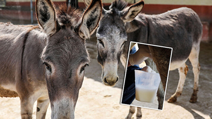 Antalya'daki çiftliklerde üretilen, kanserden mide rahatsızlıklarına birçok hastalığa faydalı olduğu öne sürülen ve litresi 80-100 liradan alıcı bulan eşek sütünün, bilimsel olarak kanıtlanmış hiçbir faydası olmadığı ortaya çıktı.