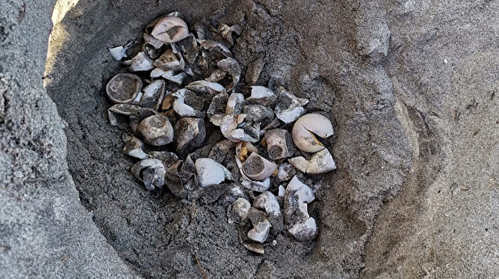 Çanakkale Onsekiz Mart Üniversitesi (ÇOMÜ) Deniz Kaplumbağaları Araştırma ve Uygulama Merkezi (DEKUM) bünyesindeki bilim insanları, Tarihi Gelibolu Yarımadası sınırları içinde yer alan Eceabat ilçesi sahilinde içinde 50 yumurta olan caretta caretta yuvası buldu.

