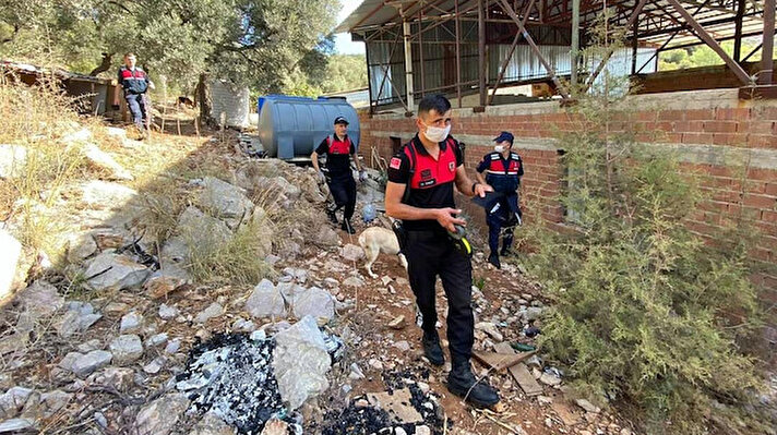 Kumbahçe Mahallesi'ndeki tersanede çalışan işçilerin beslediği 'Betty' isimli sokak köpeği, 16 Temmuz günü, ormanlık alanda kafatası bulup, getirdi. İşçiler büyük şaşkınlık yaşarken, tersane sahibi Ali Efe, polisi aradı. İhbar üzerine gelen polis ekiplerince teslim alınan kafatası Muğla Adli Tıp Kurumu'na gönderildi.