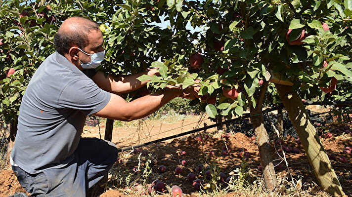 Elazığ'da yaşayan evli ve 2 çocuk babası Murat Yıldız (40), 10 yıl önce BOTAŞ bünyesinde saha kontrol mühendisi olarak çalışırken Niğde'de İtalyanlara ait elma bahçesini gördü. Gördüğü bahçeden etkilenen Yıldız, çalıştığı kurumdan istifa ederek 2 kardeşiyle birlikte elma üretimi için şirket kurdu. 