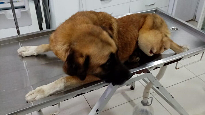 Korucuk Mahallesi’nde kanlar içinde yatan köpeği gören bir kişi, Sinop Belediyesi’ni arayarak yardım istedi. Belediğede görevli veteriner hekimler tarafından alınarak, Sinop Köpek Barınağı’na götürülen köpeğin silahla vurulduğu belirlendi. Tedavi altına alınan köpeğin sol arka bacağı, tüm müdahalelere rağmen kurtarılamayarak, kesildi. Köpeğe, enfeksiyon riskine karşı antibiyotik tedavisine başlandı. Polis ekipleri, köpeği yaralayıp kaçan şüpheli ya da şüphelileri belirleyip, yakalanmak için çalışma başlattı.
