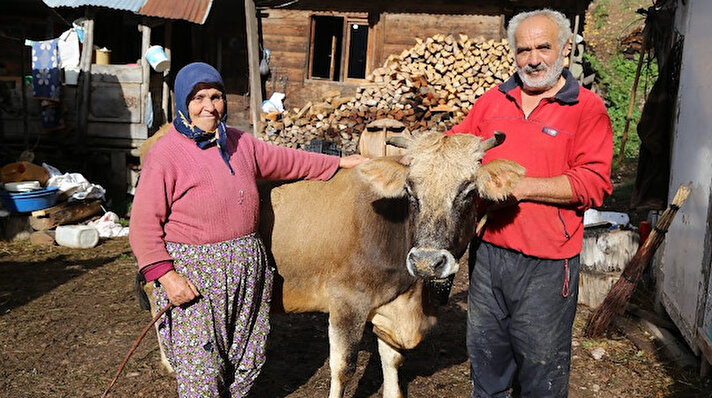 Artvin merkeze bağlı, Taşlıca köyünde yaşayan Sayibe (71) ve Nuri (66) Öztürk çifti, 40 yıldır hayvancılıkla uğraşıyor. 