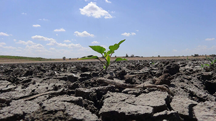 Türkiye'nin buğday, ayçiçeği, çeltik gibi ürünlerin en önemli merkezlerinden olan Trakya, son 91 yılın en kurak dönemini yaşıyor. Kuraklık nedeniyle, buğdayda yüzde 25- 30, ay çekirdeğinde de yüzde 40- 50'lere veren verim kaybı yaşandı. Edirne'ye temmuz ayından bu yana sadece ağustosta, 1,6 milimetre yağış düştü.