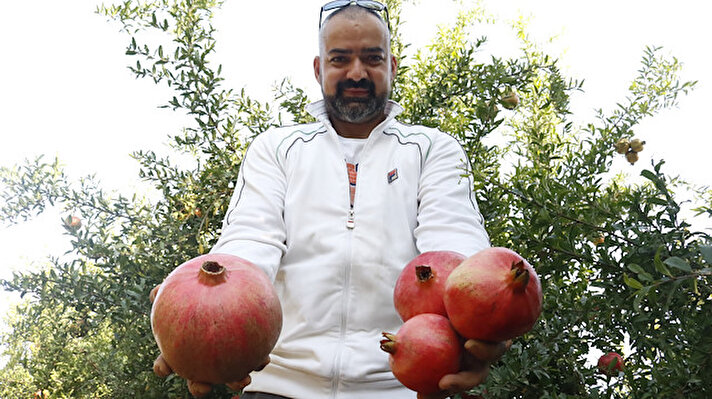 Aksu ilçesinde 15 yıldır tarımla uğraşan Olcay Kaplan, işçileriyle beraber nar hasadına başladığnda, kopardıkları 4 meyvenin diğerlerinden daha iri ve büyük olduğunu fark etti.