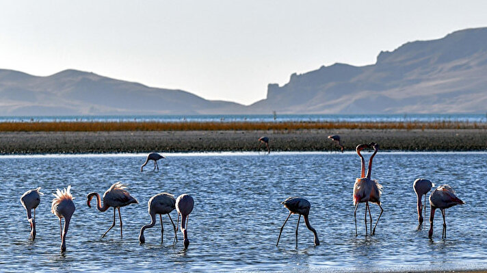 Türkiye'de bulunan 453 kuş türünden neredeyse yarısının yaşadığı Van'daki Erçek Gölü, yerli türlerin yanı sıra flamingolar gibi göçmen kuşların da önemli konaklama ve üreme alanını oluşturuyor. 
