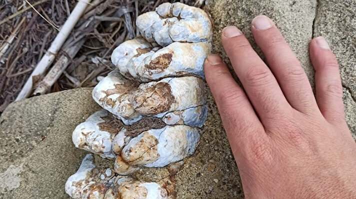 Çanakkale'nin Ezine ilçesine bağlı Yeniköy sahillerinde bir grup amatör balıkçı tarafından, yaklaşık 9 milyon yıl öncesine ait olduğu düşünülen mamut fosilleri bulundu. 

