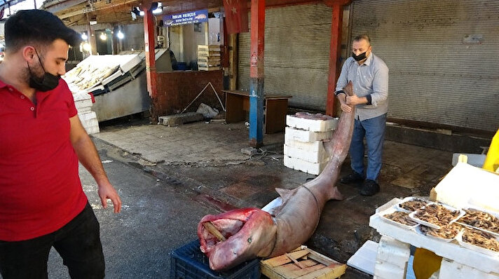 Mersin açıklarında dün avlanmaya çıkan balıkçıların ağlarına, dev köpek balığı takıldı. Yaklaşık 5 metre uzunluğunda ve 400 kilogram ağırlığındaki pamuk cinsi köpek balığı, görenlerin ilgisini çekiyor. Sabah saatlerinde balık pazarına getirilen balığı, 7 kişi ancak kaldırabilirken, çevreden geçen vatandaşlar da meraklı gözlerle balığı izledi. Balıkçılar ve vatandaşlar dev köpek balığının bol bol fotoğrafını çekerken, balığın özellikle kanser hastalarına ücretsiz dağıtılacak olması vatandaşların takdirini kazandı.
