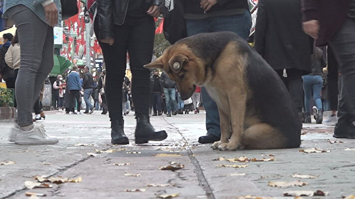 İzmit’in en işlek noktalarından biri olan Fethiye Caddesi’ne her gün belirli saatlerde gelerek burada bulunan mazgalları izleyen ve bu haliyle merak konusu olan köpeğin sırrının çözülebilmesi için itfaiye ekipleri seferber oldu.