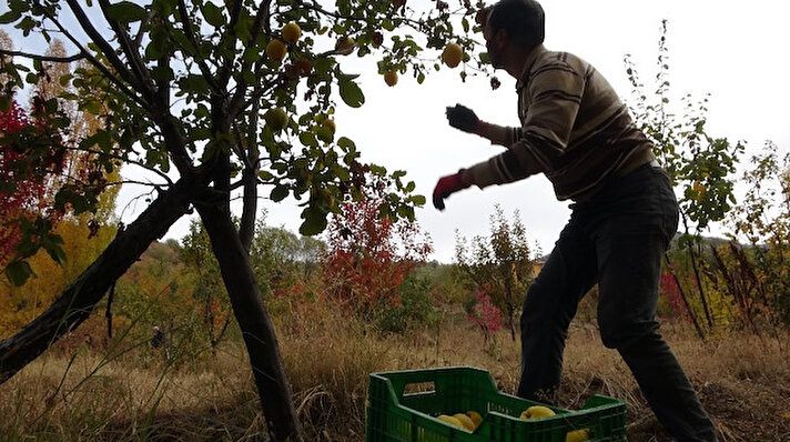 Muş’taki bağlarda ayva hasadına başlandı. 7 yıl önce İzmir’in Ödemiş ilçesinden getirilen ayva fidanlarından ilk meyveler alınmaya başlandı. 