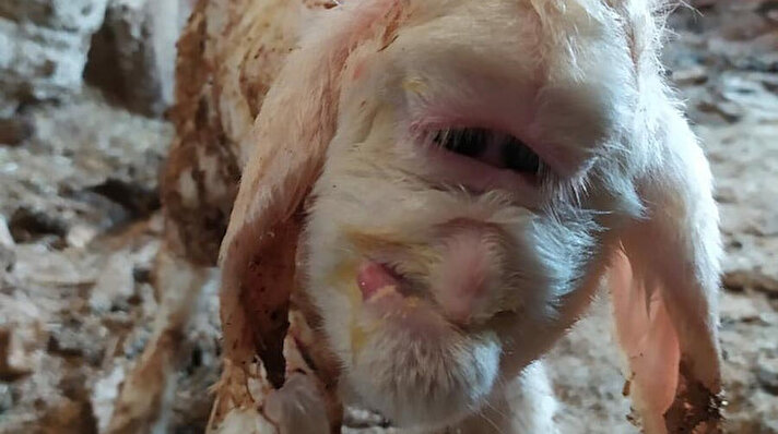 Alaşehir'in Killik Mahallesi'nde yaşayan besici Mustafa Tuzlak'a ait kıvırcık türü koyun, 2 gün önce 3 kuzu dünyaya getirdi.