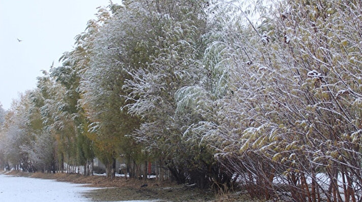 Havaların soğumasıyla birlikte Ağrı merkeze yaklaşık 30 kilometre uzaklıkta bulunan Balıksu Köyü’nde etkili olan kar yağışı, özellikle ağaçlık alanlarda kartpostallık görüntülere sahne oldu. 