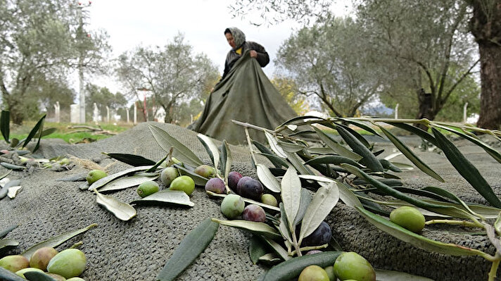 Türkiye’nin önemli zeytin üretim merkezlerinden 10 milyon zeytin ağacının bulunduğu Edremit Körfezi'nde zeytin hasadı sürüyor. 
