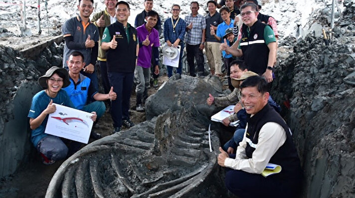 Tayland'da 5 bin yıl öncesine ait olduğunu tahmin edilen ‘iyi derecede korunmuş’ yaklaşık 11 metrelik bir balinanın kalıntıları görenleri şaşırttı. Balinanın kalıntıları ülkenin başkenti Bangkok yakınlarındaki Samut Sakhon şehrinin kıyısından yaklaşık 12 kilometre uzaklıkta bulundu. 