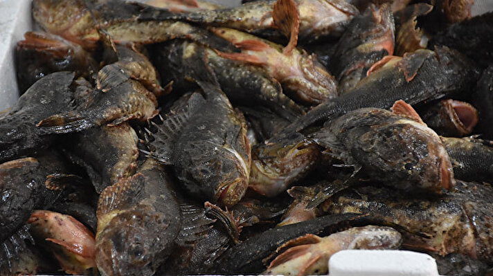 Karadeniz'de av yasağının sona ermesinin ardından tezgahlarda kültür balıkları da satılmaya başlandı. 
