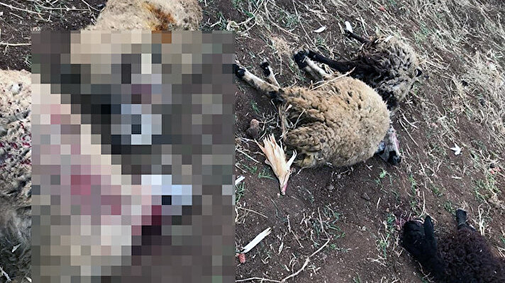 Derik ilçesi kırsal Dumanlı Mahallesi Beşkavak mezrasında hayvancılıkla geçimini sağlayan Şeyhmus Sever, pazar günü, 30 küçükbaşını otlatmaya çıkardı. Tarlada unutulan bir torba gübreden de yiyen hayvanlardan 15'i zehirlenerek öldü.