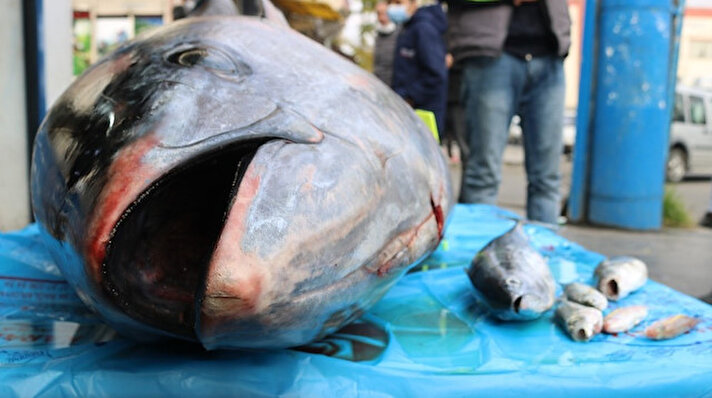 
Mersin’de balıkçılar tarafından yakalanan dev orkinos balığı daha sonra Diyarbakır’a getirildi. 210 kiloluk dev orkinos balığı, Diyarbakır’a getirilerek tezgahtaki yerini aldı. Bu yıl Diyarbakır’a getirilen en büyük tür olan orkinos balığının 80 kilosu hemen satıldı. Balıkçılar, orkinosun tamamının satılmasının ardından parçalanacağını kaydetti.
