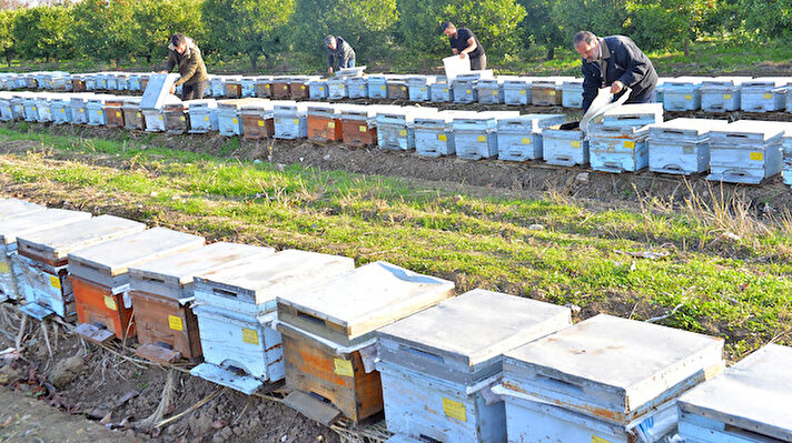 Merkez Seyhan ilçesindeki Yalmanlı Mahallesi'nin Seyhan Nehri kıyısındaki 3 bine yakın kovanda on binlerce arı öldü.  