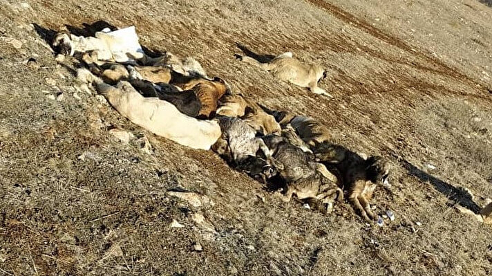 Tokat’ın Zile ilçesine bağlı Büyükkarayün ile Zehledin köyü arasında yerde hareketsiz olarak yatan 29 köpek köylüler tarafından fark edildi. 