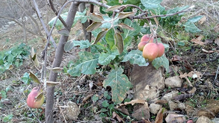 İlçeye bağlı Taşlıca köyü Merkez mahallesinde Hüseyin Güvendi'ye ait bahçede bulunan elmanın üzerindeki yapraklar yeşil vaziyette dururken, meyveleri de bölgede son dönemde yaşanan donlardan da etkilenmedi.