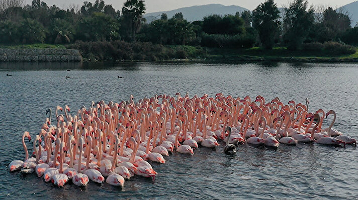 Çakalburnu Lagünü'nde pembe beyaz görüntüleriyle dikkat çeken flamingolar, güzel görüntü oluşturuyor.